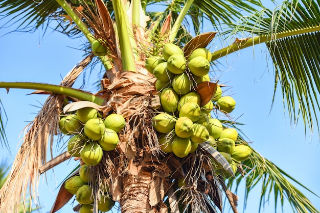 Kokosowy drzewko palmowe i kokosowa owoc w tropikalnym ogródzie z niebieskim niebem