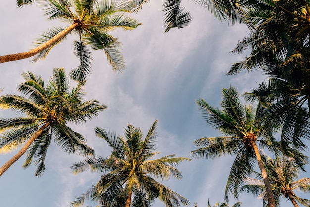 Kokosowy drzewko palmowe z niebieskiego nieba lata tłem.