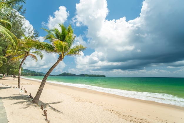 Kokosowy drzewo przy białą piasek plażą