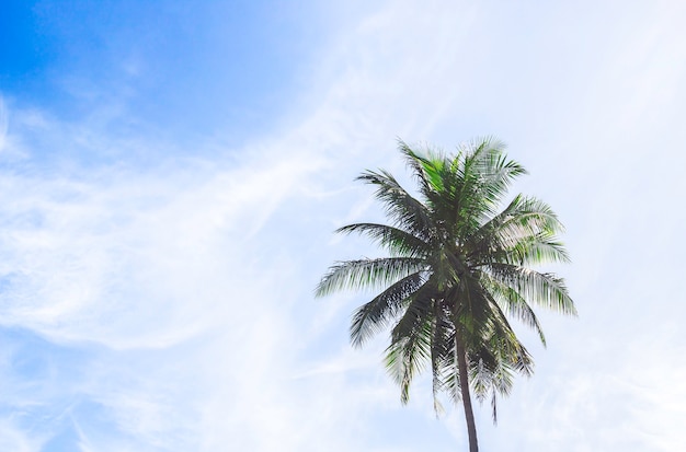 Kokosowy drzewo z niebieskim niebem