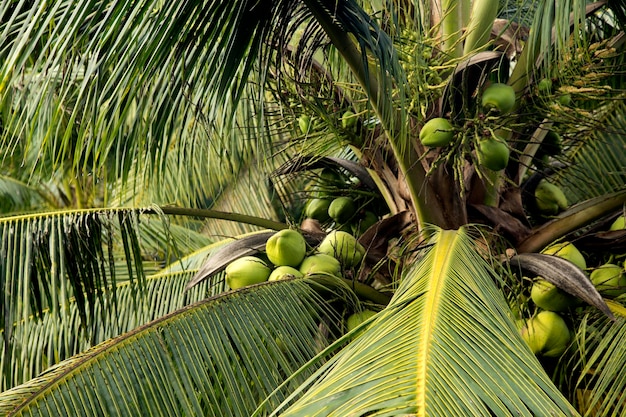 Zdjęcie kokosy na drzewie kokosowym na farmie ekologicznej w prowincji samut songkram w tajlandii
