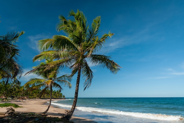 Kokosy Nad Morzem W Taipu De Fora Beach Penisula De Marau Bahia Brazylia