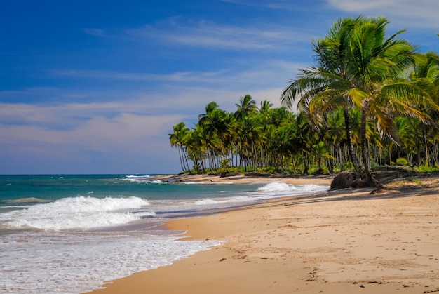 Kokosy nad morzem w Taipu de Fora Beach Penisula de Marau Bahia Brazylia