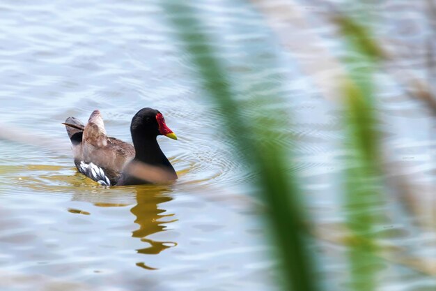 Kokoszka pływająca na wodzie (Gallinula chloropus) Kokoszka zwyczajna