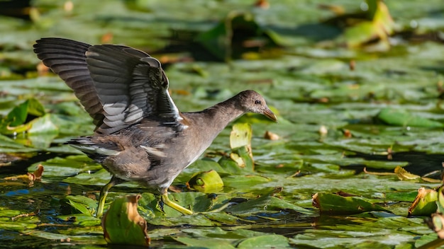 Kokoszka Zwyczajna Gallinula Chloropus Chowa Się W Liściach Lilii Wodnej