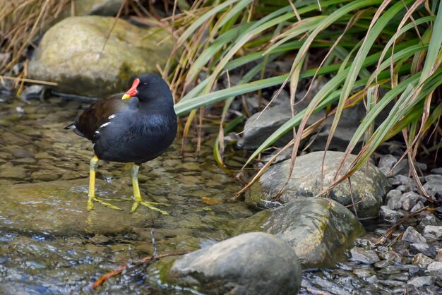 Kokoszka zwyczajna (Gallinula chloropus)