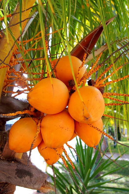 Koks w drzewku palmowym dojrzałej żółtej owoc