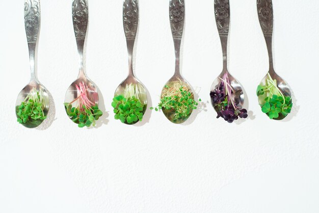 Kolaż różnych microgreens na białym tle.