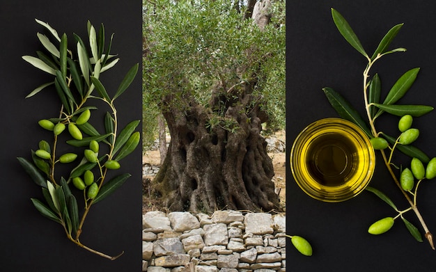 Kolaż. Stare drzewo oliwne w ogrodzie, oliwa z oliwek w szklanej misce i gałąź z zielonymi oliwkami na czarnym tle. Grecja.