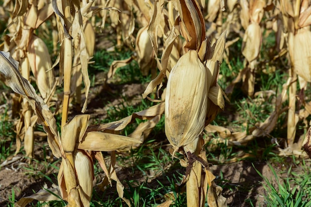Kolba kukurydzy rosnąca na roślinach gotowych do zbioru argentyńska wieś, prowincja Buenos Aires, Argentyna