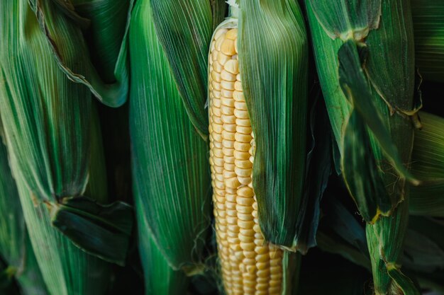 Kolba kukurydzy w arkuszach