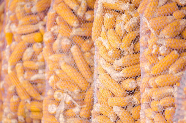 Kolby kukurydzy są suche w gospodarstwie