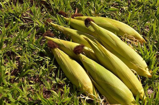 kolby kukurydzy w naturalnym środowisku otwartym