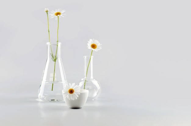 Kolby laboratoryjne z odczynnikami i kwiatami rumianku