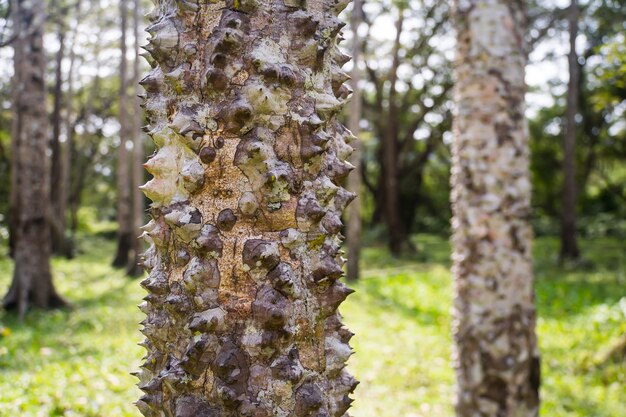 Kolce palmy Madagaskar, łodyga Pachypodium lamerei z cierniami o długich igłach, drzewa kolczaste