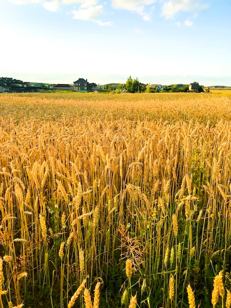 Kolce żyta na polu w wieczór, słońce.