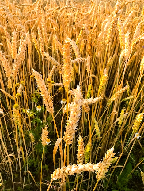 Kolce żyta na polu w wieczór, słońce.