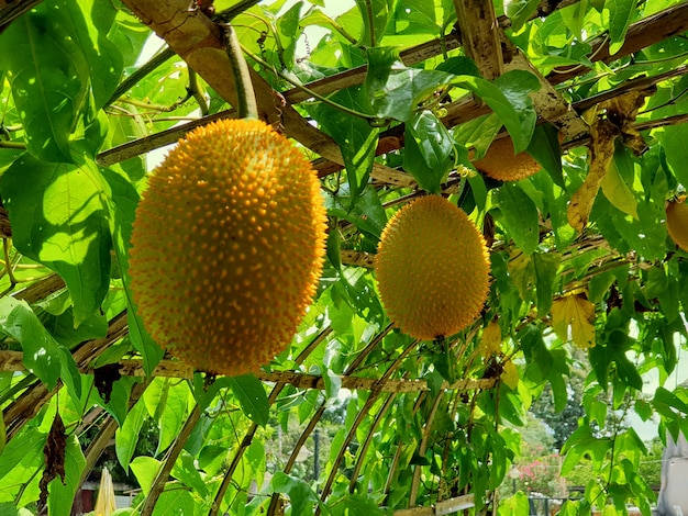 Kolczasta gorzka tykwa lub Baby Jackfruit w ogrodzie