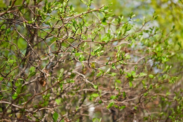 Kolczasty krzew głogu z długimi cierniami kwitnącymi wiosną Małe i młode zielone liście
