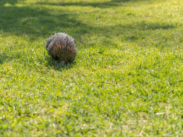 Zdjęcie kolczatka tachyglossus aculeatus chodzenie po zielonej trawie