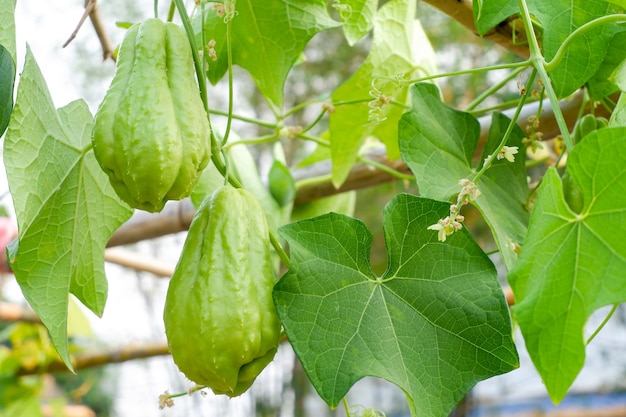 Kolczoch Kolczasty (sechium Edule), Owoce Zielone W Ogrodzie, Słodki Smak, Jego Liście Można Jeść.