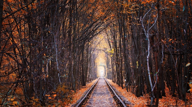 Kolej w lesie. Tunel Miłości. Jesienny krajobraz.