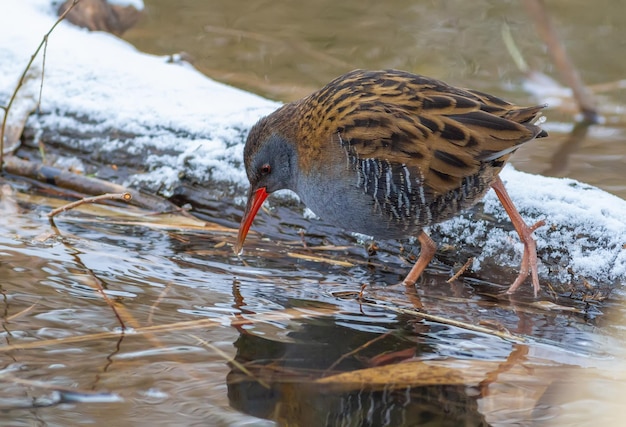 Kolejka wodna Rallus aquaticus Ptak spaceruje wzdłuż zamarzniętej rzeki w poszukiwaniu pożywienia