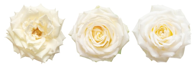 Kolekcja białe kwiaty głowy róże na białym tle Płaski świecki widok z góry