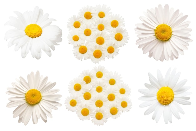 Kolekcja Biały Stokrotka Kwiat Na Białym Tle Chamomilex Aflat Leżał Widok Z Góry Kwiatowy Wzór Obiektu