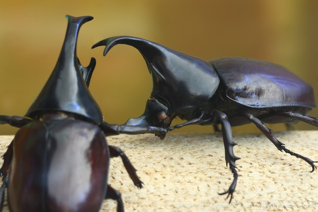 Kolekcja chrząszcza nosorożca