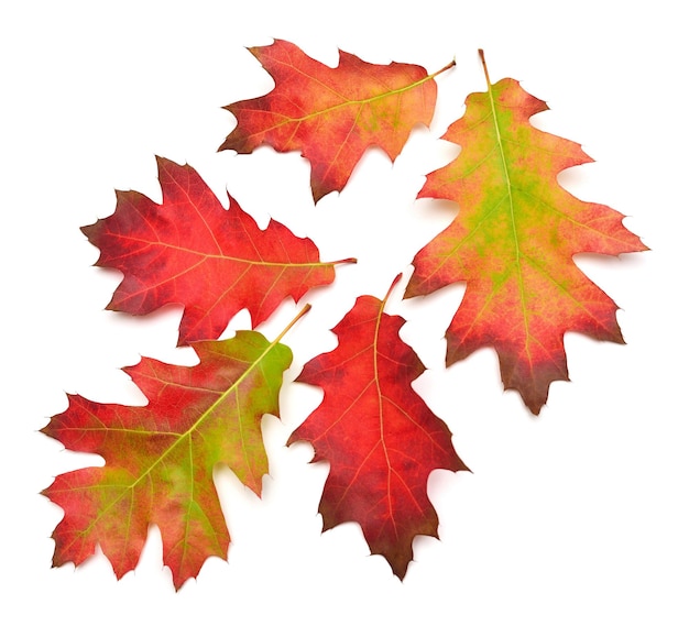 Kolekcja Dębowych Jesiennych Spadających Liści Na Białym Tle Czerwony Zielony I żółty Liść Widok Z Góry Płaski Lay
