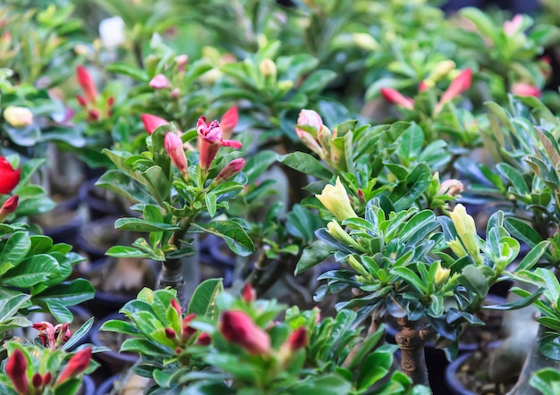 Kolekcja Fresh Adenium