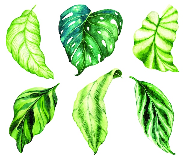 kolekcja ilustracji zielonych tropikalnych egzotycznych palm.