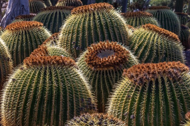 Kolekcja kaktusów rosnących w ogrodzie botanicznym