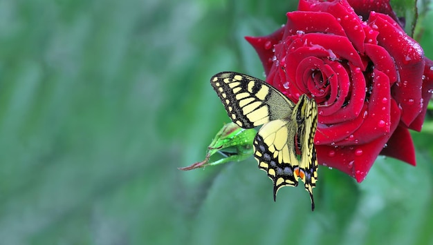 Zdjęcie kolekcja motyli z nowojorskich ogrodów botanicznych.