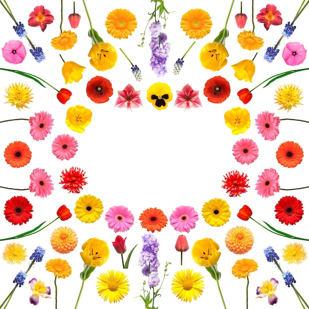 Zdjęcie kolekcja ramek kwiatów na białym tle delikatna kompozycja z tulpanów gerbera irys dalia daisy daylily muscari miejsce na tekst i pozdrowienia walentynki płaski widok z góry