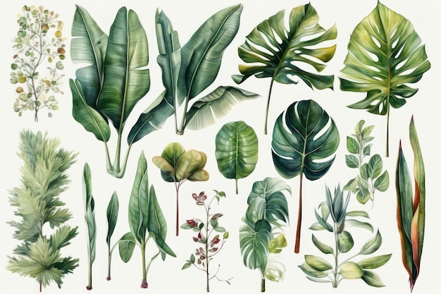 Kolekcja roślin tropikalnych na białym tle