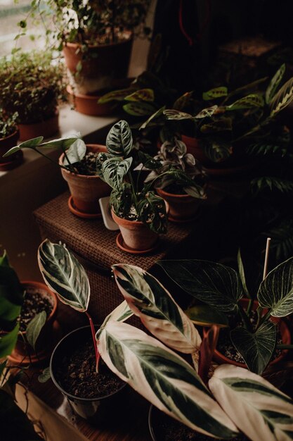 Zdjęcie kolekcja roślin w małych tysiącleciach wynajem mieszkania ceropegia maranta monstera philodendron