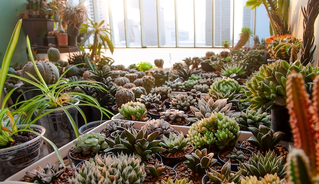 Kolekcja Różnorodne Kaktusowe I Tłustoszowate Rośliny W Balkonowym Kondominium