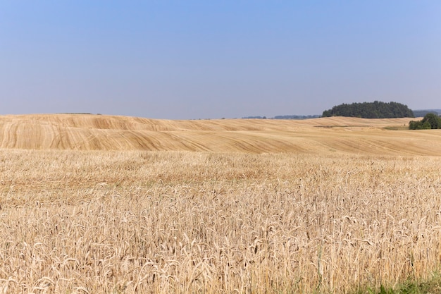 Kolekcja Upraw żyta Pole Uprawne, W Którym Plony Zebrane Dojrzałe żółte żyto Mała Głębia Ostrości