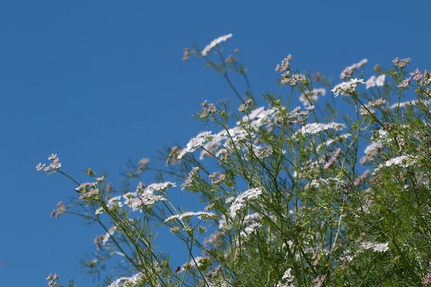 Kolendra (coriandrum Sativum)