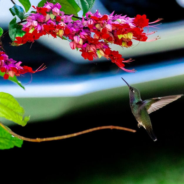 Koliber Zapylający Kwiaty, Pijący Nektar, Trzepocząc Skrzydłami Stojąc W Powietrzu, Spektakl Natury, Idealny.