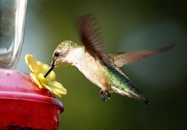 Kolibry Karmiące Się W Karmiarni Kolibry