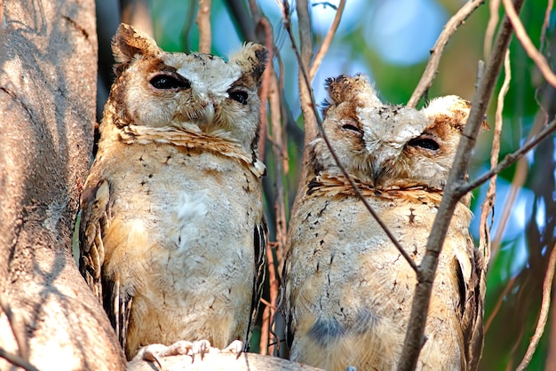 Zdjęcie kołnierzasty scops sowy otus ptaki tajlandia