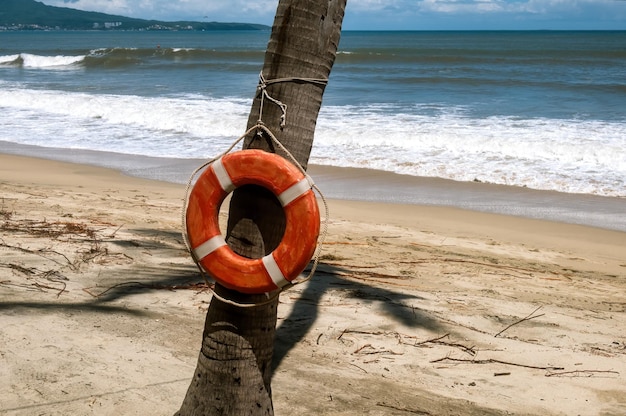 Koło ratunkowe wiszące na palmie z plażą w tle