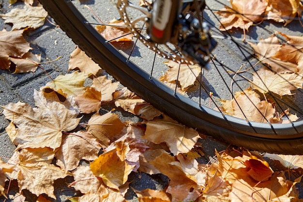 Koło rowerowe na tle ścieżki usianej suchymi żółtymi opadającymi liśćmi Jazda na rowerze po jesiennym parku