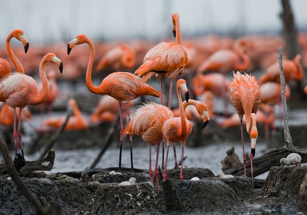 Kolonia Flamingów Karaibskich