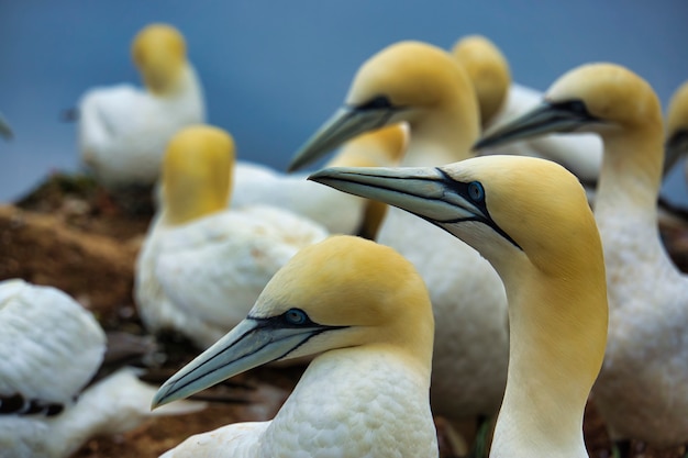 Kolonia granatu północnego na czerwonej wyspie Rock Helgoland