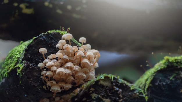 Kolonia grzybów rośnie na mokrym, porośniętym mchem bali