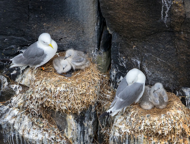 Kolonia Kittiwake. Dorosłe mewy z ich młodymi ptakami. Wyspa May. Szkocja